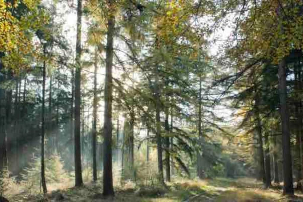 Chalet Midden In De Natuur! Anloo Zewnętrze zdjęcie